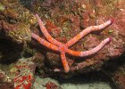 Echinoderms  + Cnidarians